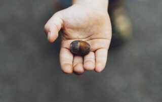 Kinderhand mit Kastanie