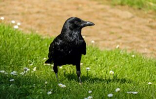 Schwarze Krähe auf grüner Wiese