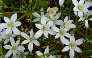 viele kleine Milchstern-Blüten
