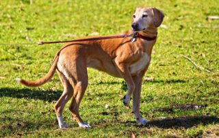 Brauner Hund an Leine auf einer Wiese.