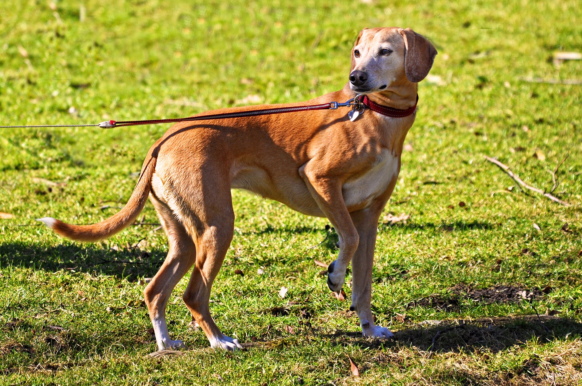 Brauner Hund an Leine auf einer Wiese.